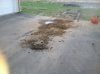 initial mud cleaning.jpg initial mud cleaning.jpg