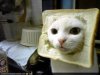 inbread cat.jpg