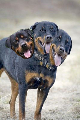 3_headed_dog_copy.jpg