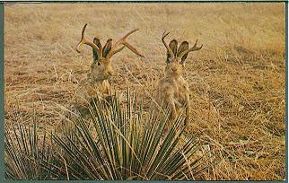 jack02.jpg jack02.jpg