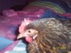 Chicken's 002.jpg