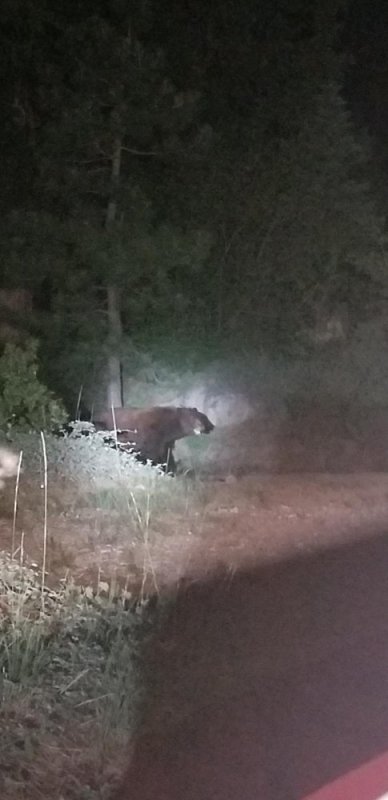 Resized_20180630_220427_7496.jpg Resized_20180630_220427_7496.jpg