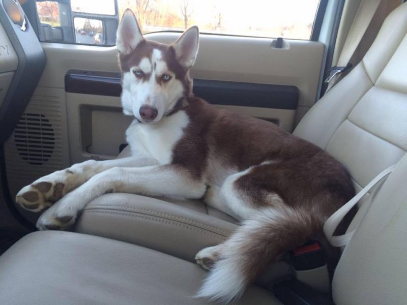 Musket F250.jpg Musket F250.jpg