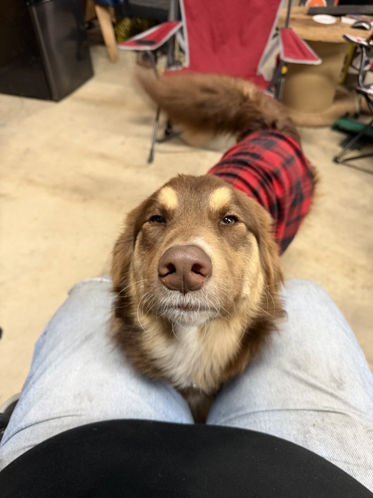 1770111975126.jpeg 1770111975126.jpeg